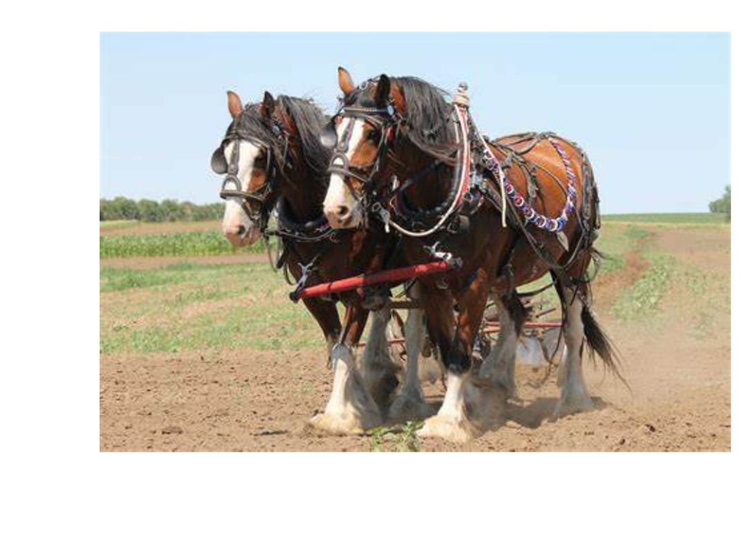 draft horse
