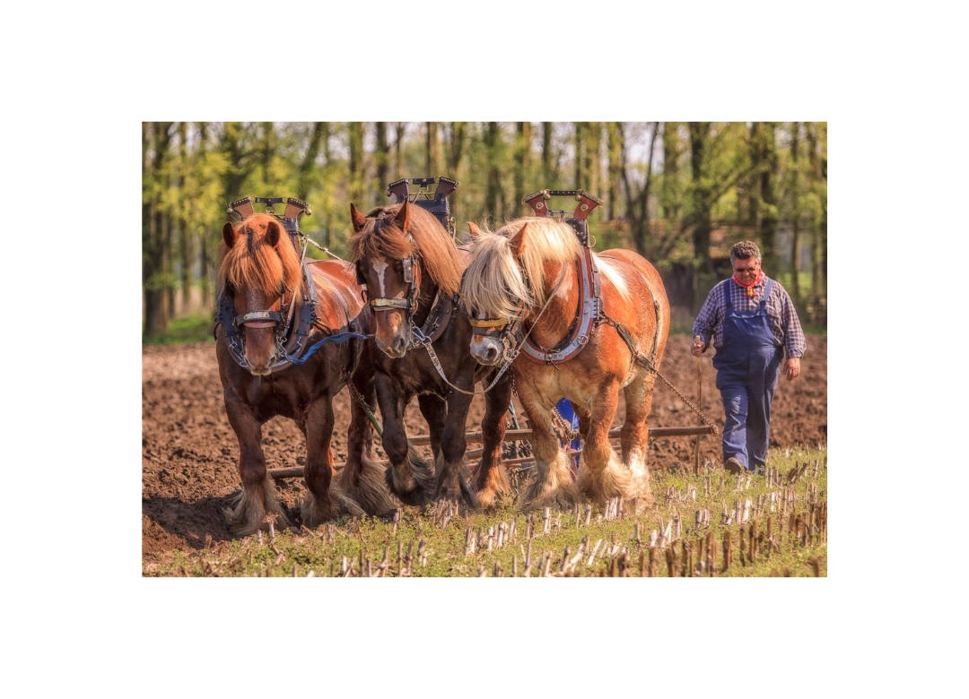 draft horse