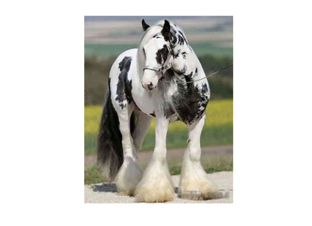 draft horse