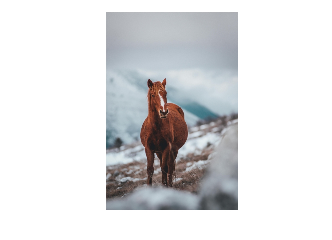 draft horse