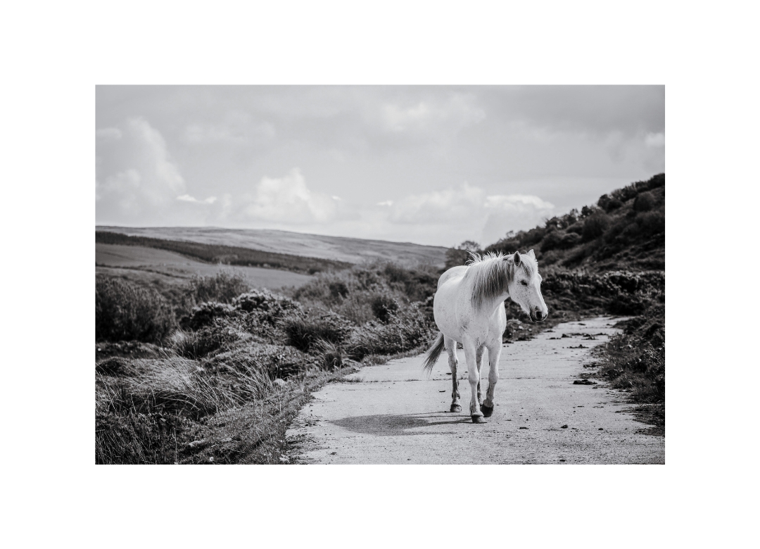 draft horse