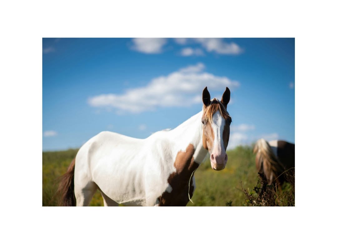 american draft horse