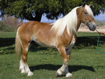 draft horse