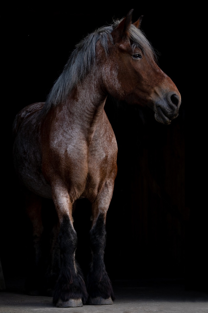  draft horse