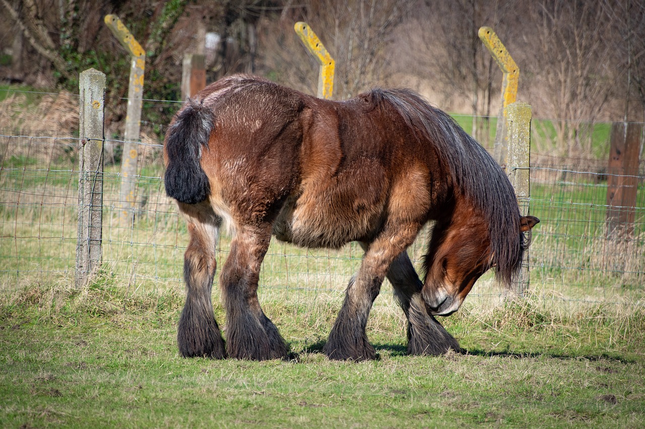 draft horse