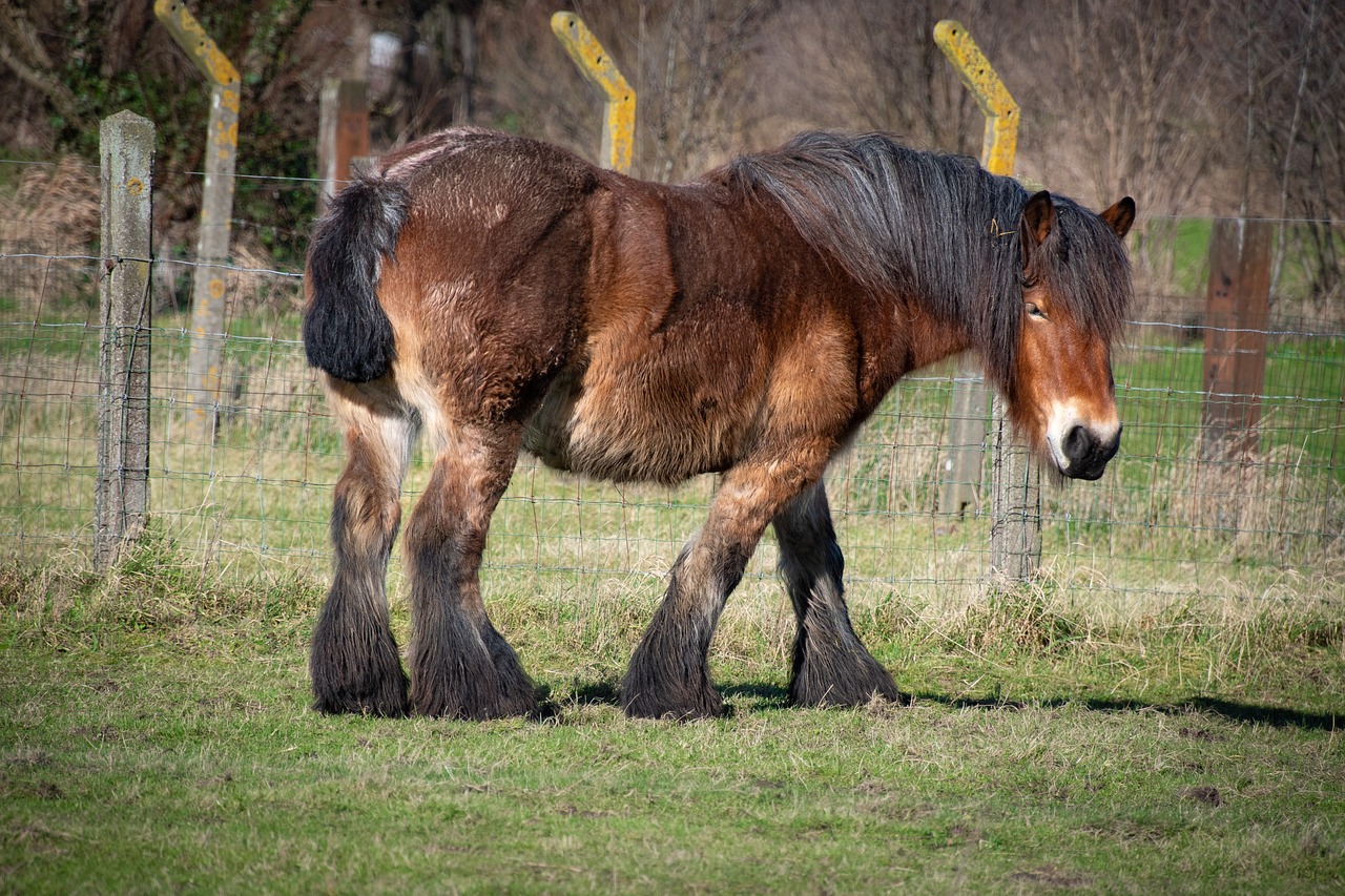  draft horse