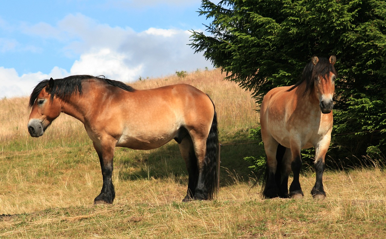  draft horse