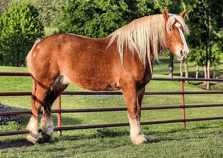 draft horse
