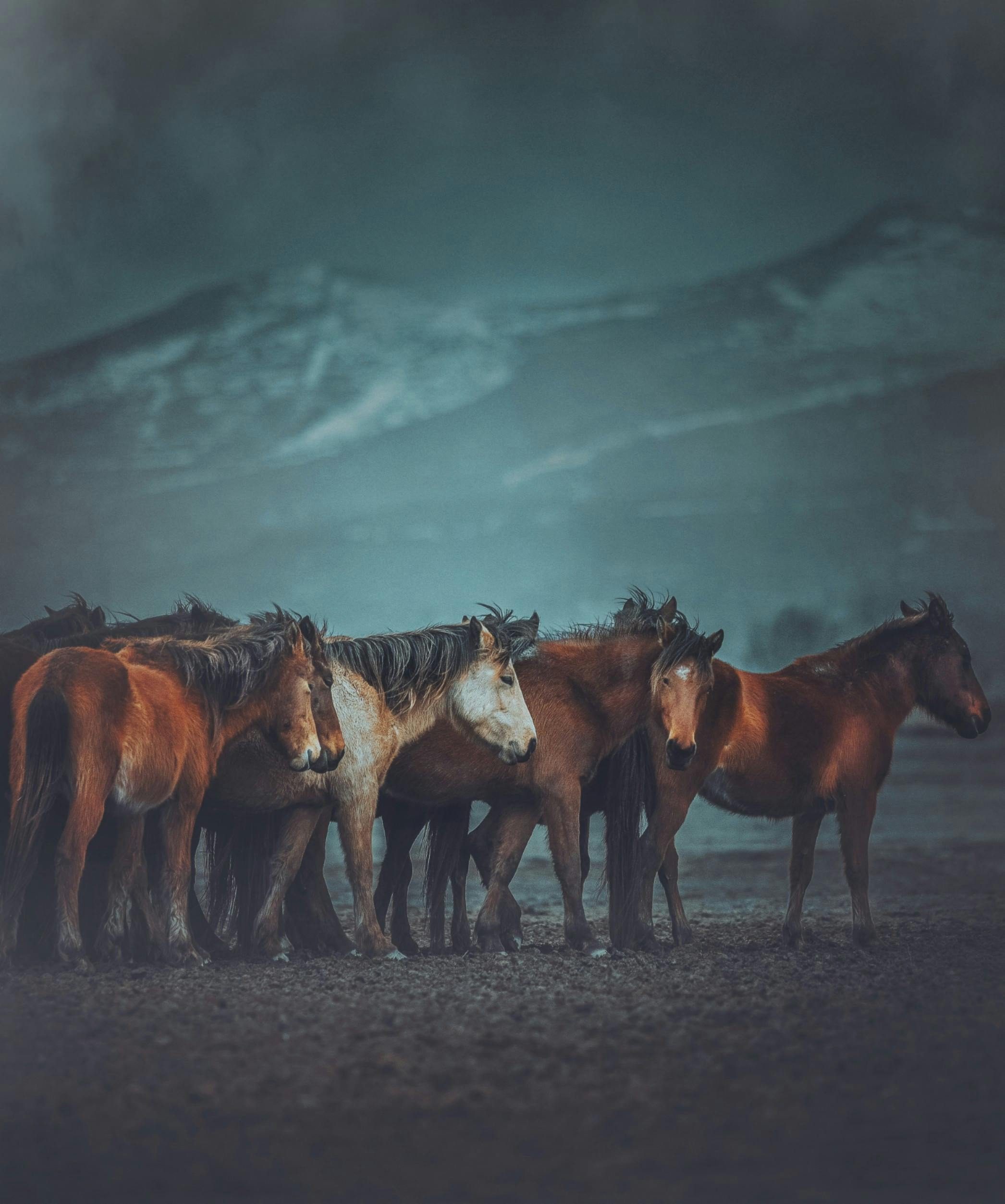 American draft horse