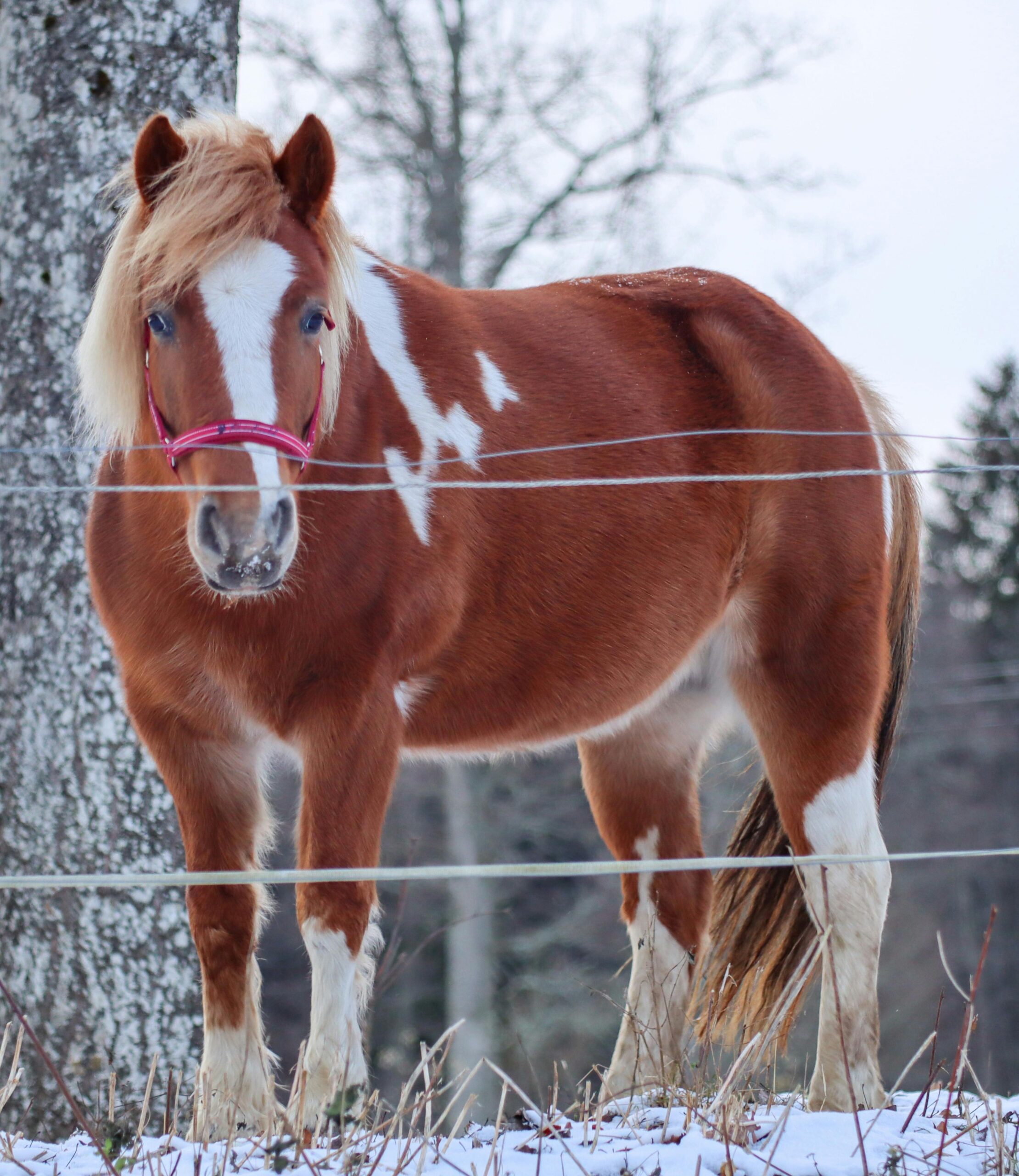 American draft horse