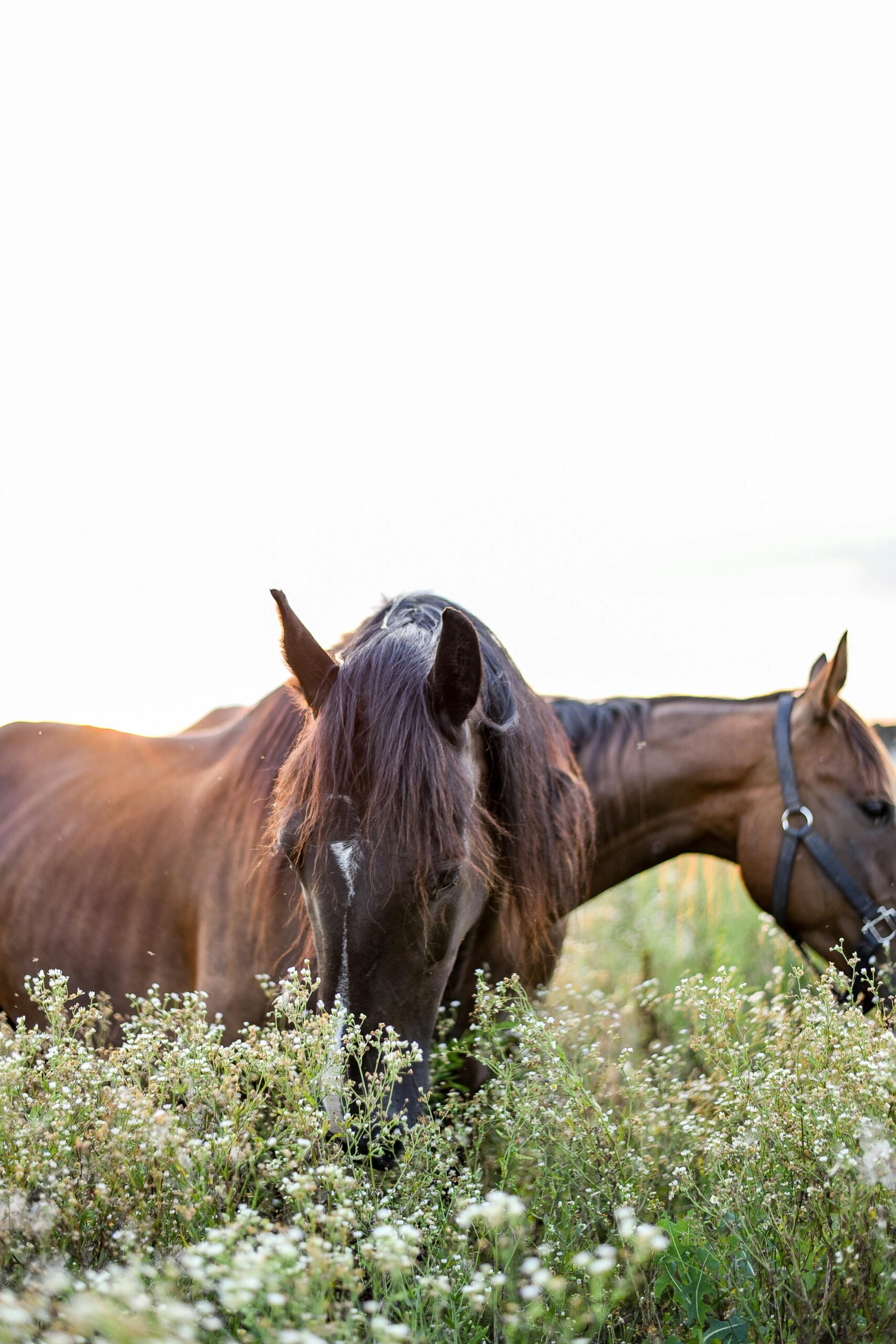 American draft horse