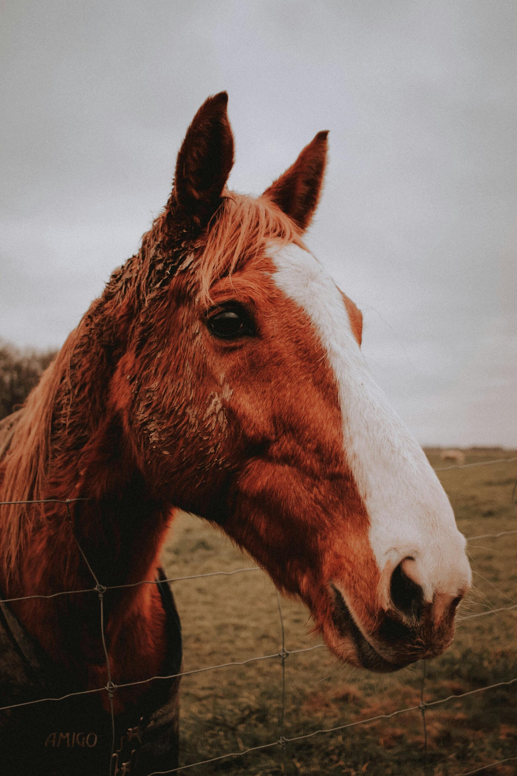 American draft horse