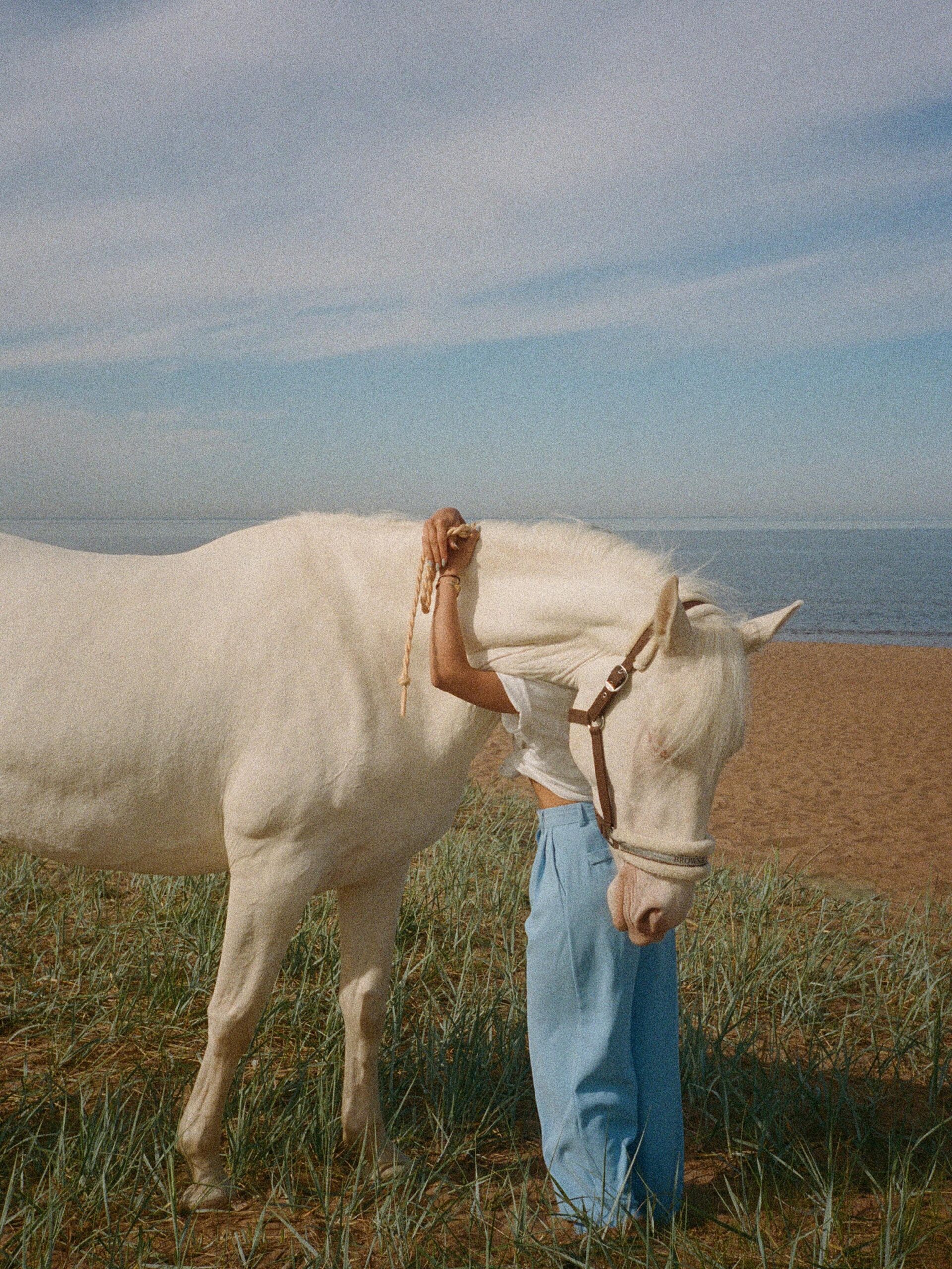 Arabian Barb horse