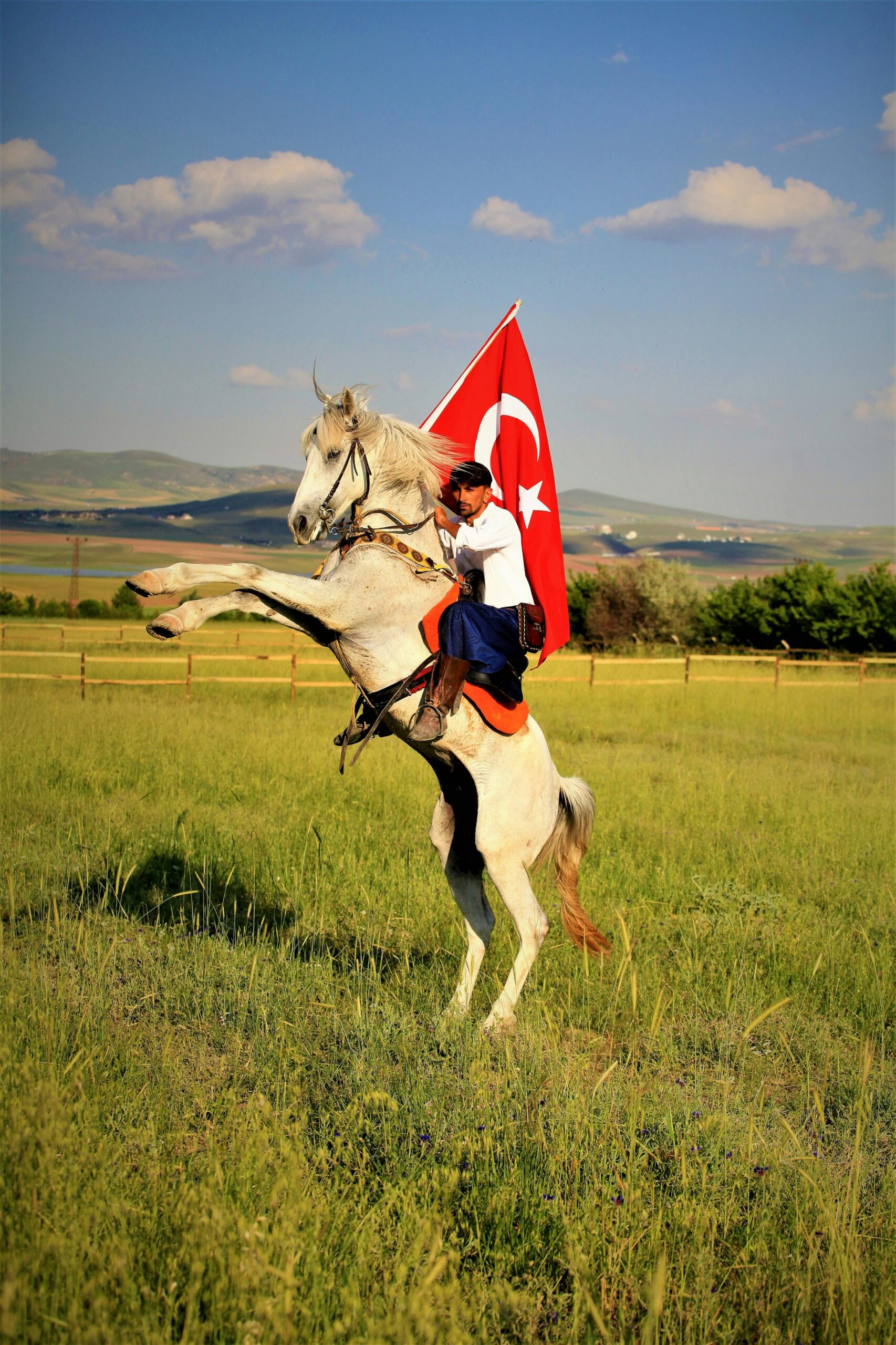 spanish barb horse