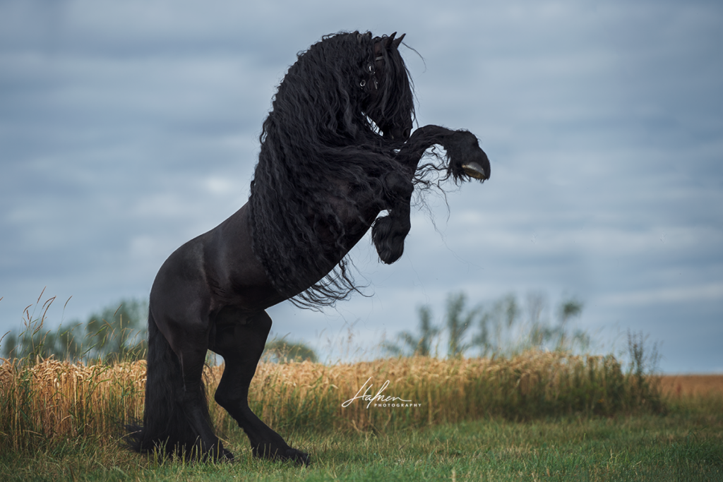 Фризская Лошадь Фото