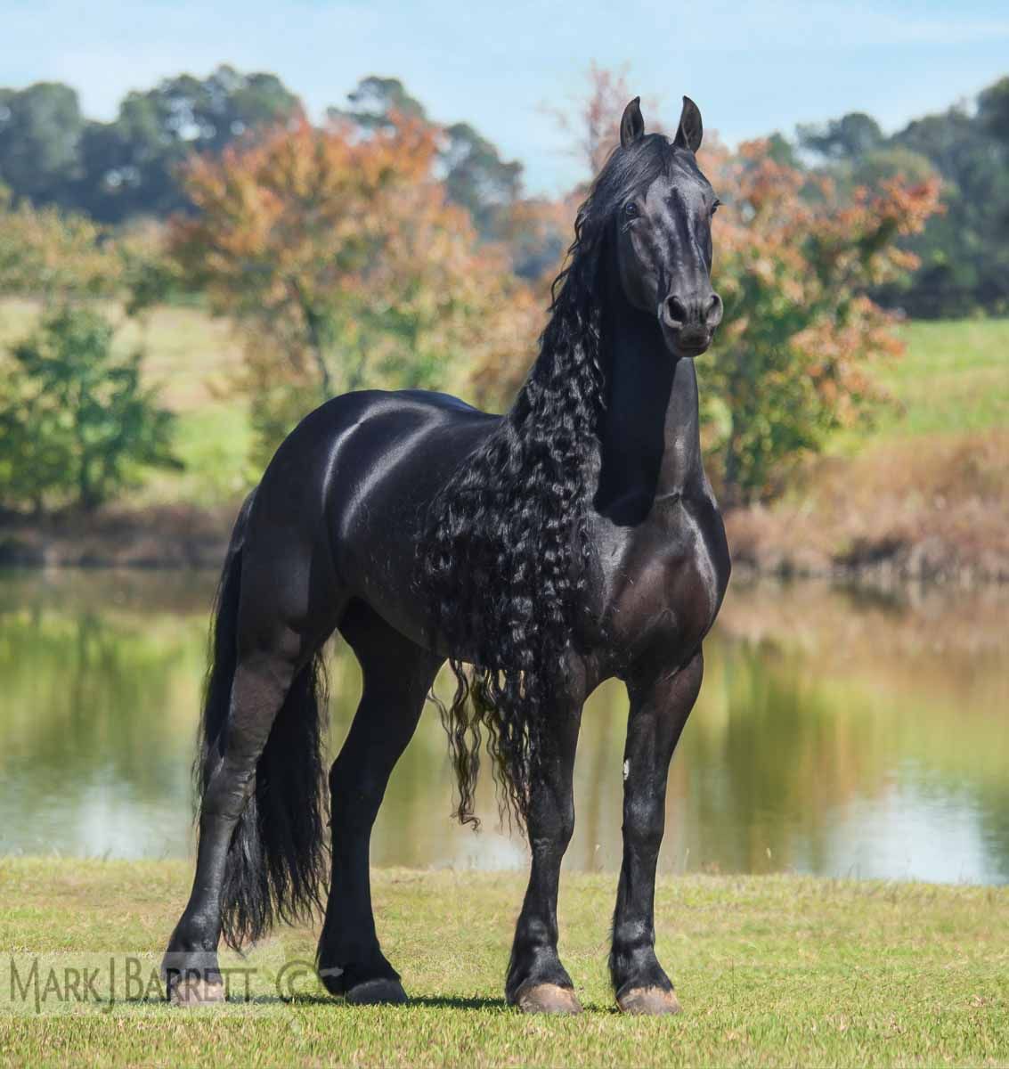 Friesian horse