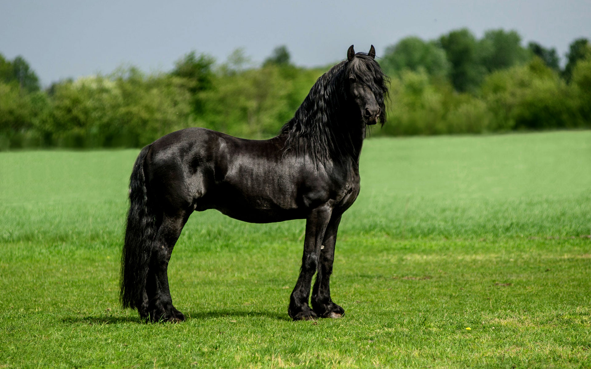 Friesian horse