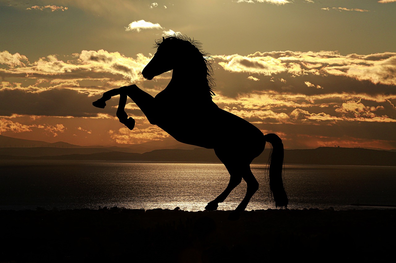 Friesian Horses