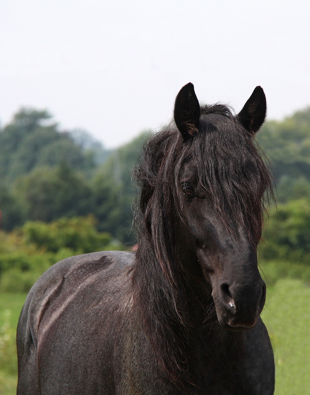 Friesian Horses