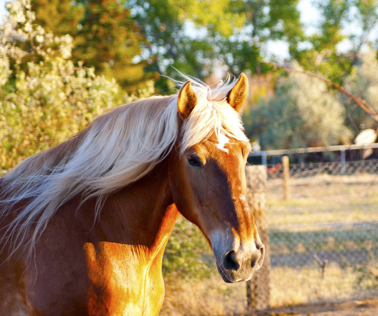 american draft horses