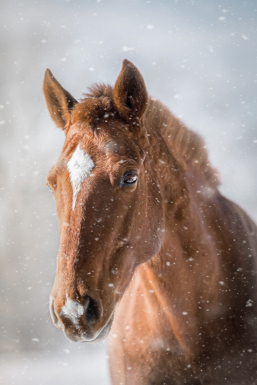 Arabican barb horse