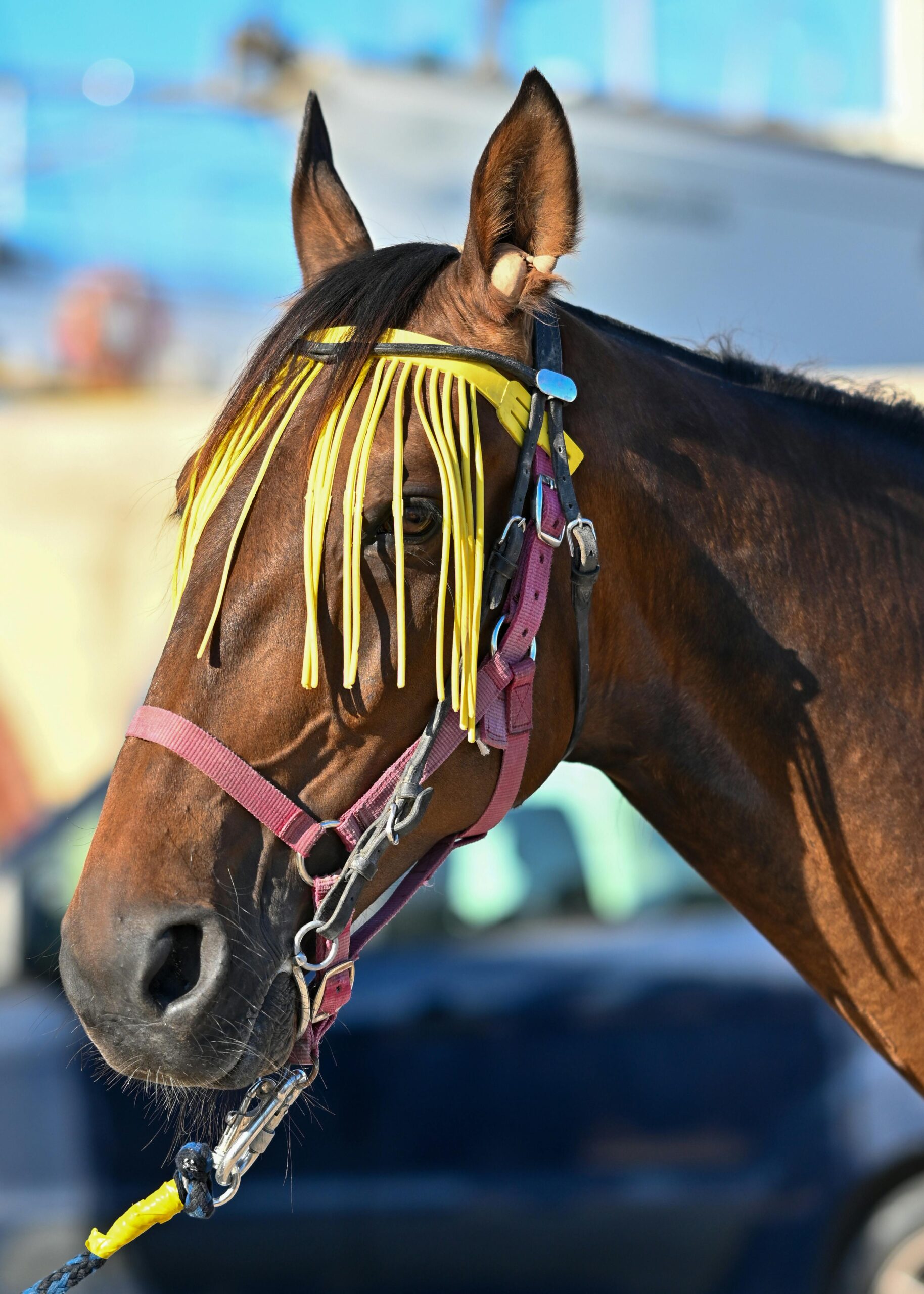 Spanish Barb horse